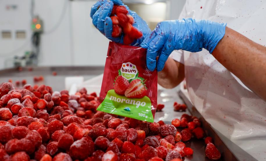 Com Indicação Geográfica, morango do Norte Pioneiro impulsiona renda de produtores