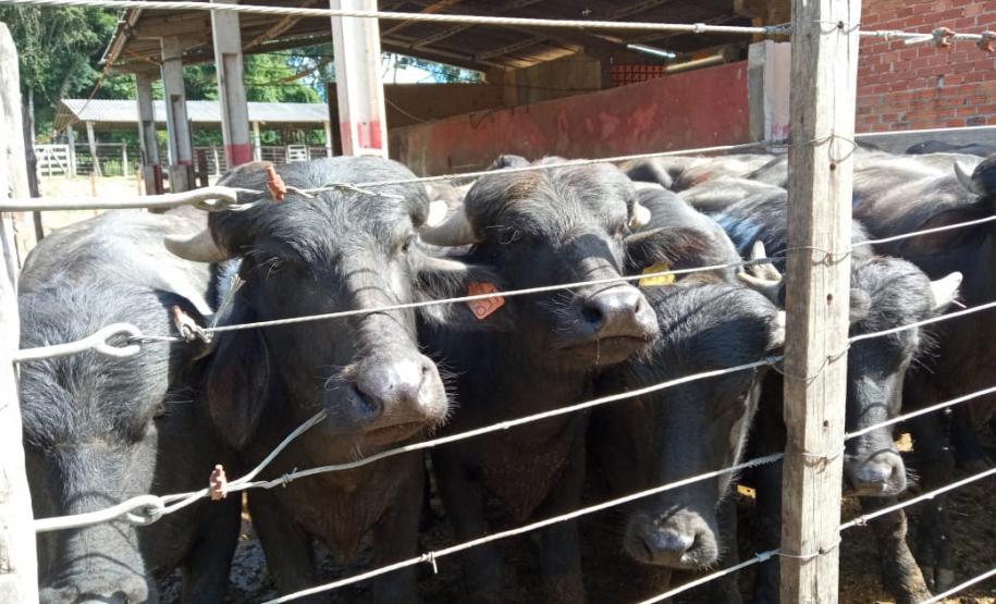 Boletim Agropecuário destaca bubalinocultura no Paraná