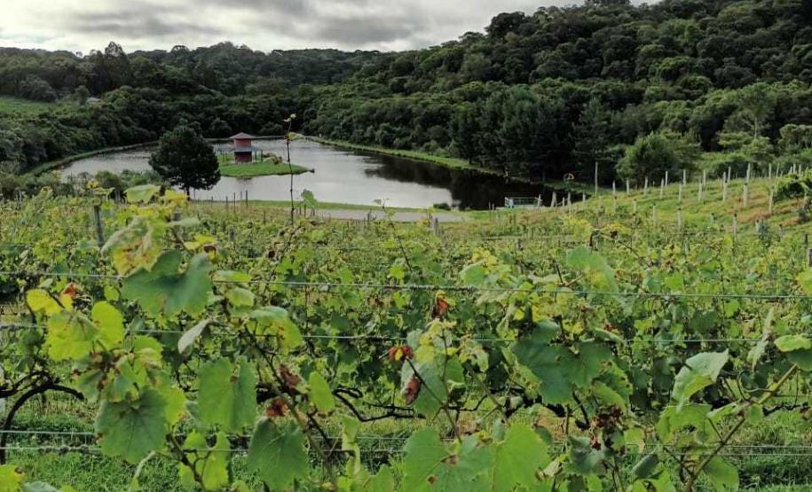 Revitalização da vitivinicultura paranaense é ressaltada em evento internacional