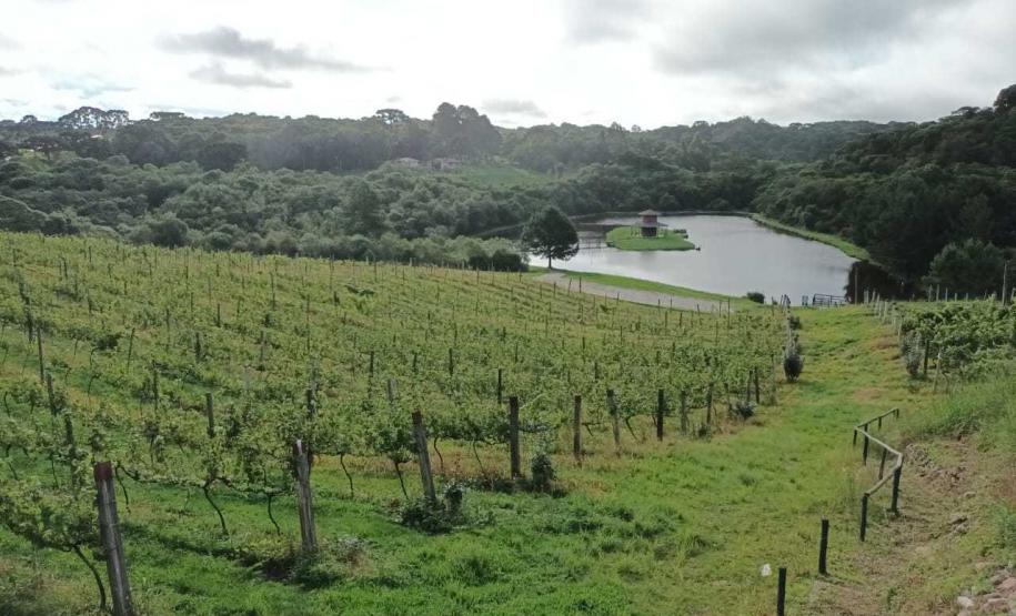 Revitalização da vitivinicultura paranaense é ressaltada em evento internacional