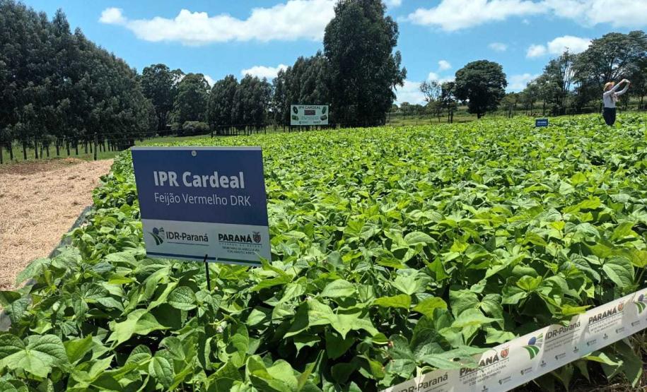 Com foco no mercado internacional, nova cultivar de feijão IPR Cardeal é lançada em Pato Branco