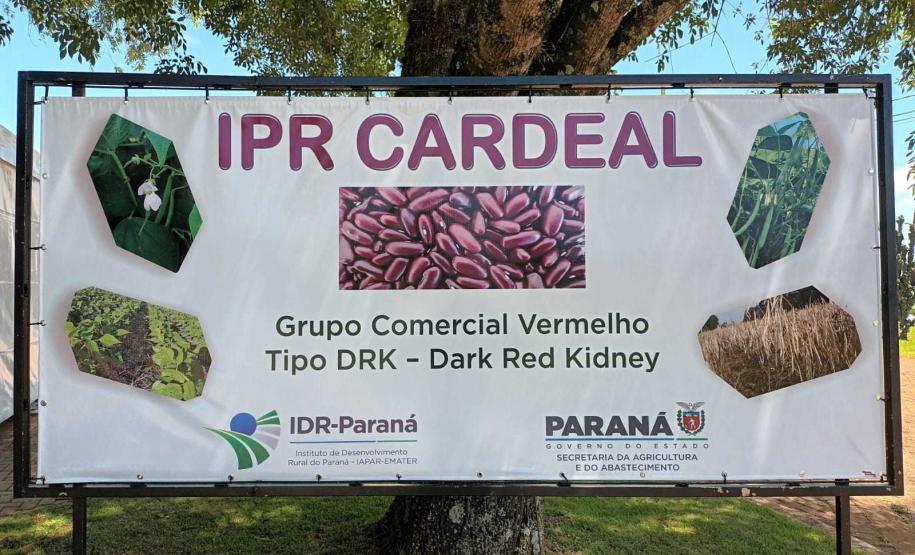 Com foco no mercado internacional, nova cultivar de feijão IPR Cardeal é lançada em Pato Branco