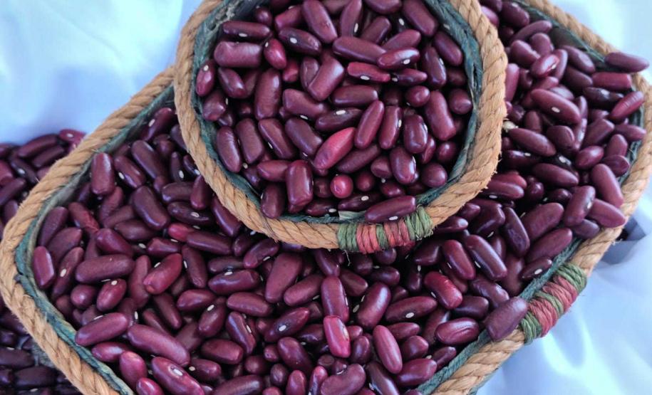 Com foco no mercado internacional, nova cultivar de feijão IPR Cardeal é lançada em Pato Branco