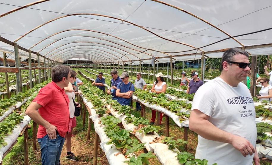Turismo rural técnico-científico do Paraná atrai visitantes estrangeiros