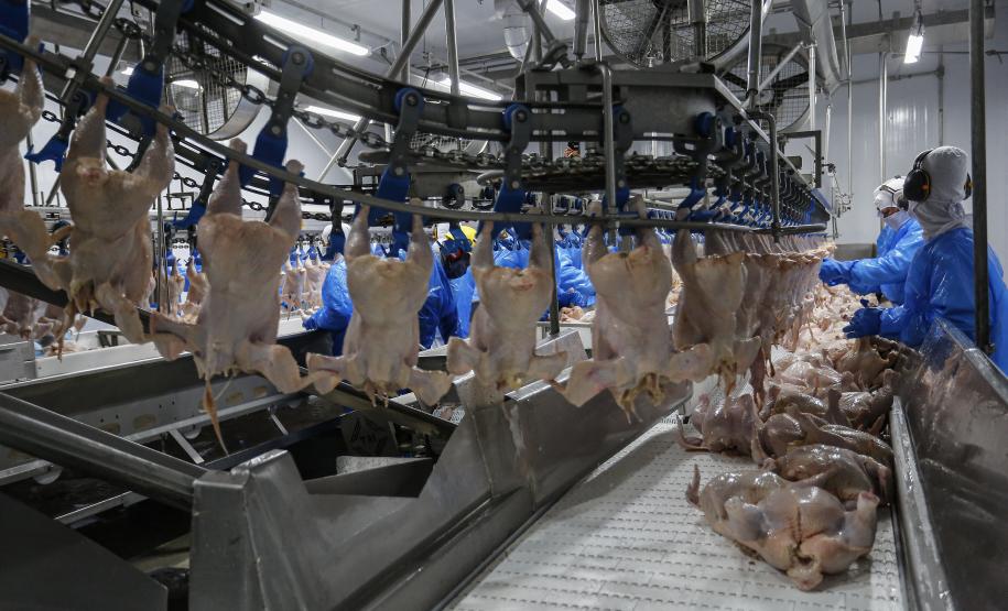 Mais seis plantas paranaenses são habilitadas para exportar frango para a China