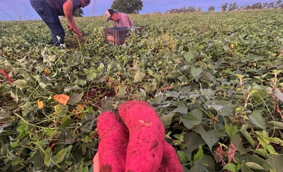 Agricultores familiares de Paiçandu inovam com produção de farofa de batata-doce