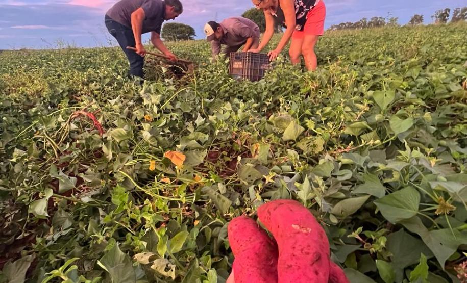 Agricultores familiares de Paiçandu inovam com produção de farofa de batata-doce