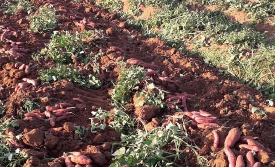 Agricultores familiares de Paiçandu inovam com produção de farofa de batata-doce