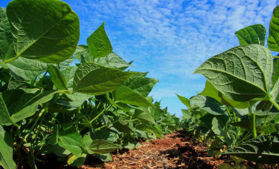 Deral destaca aumento de 33% na área de feijão e divulga estimativa da safra de inverno no Paraná