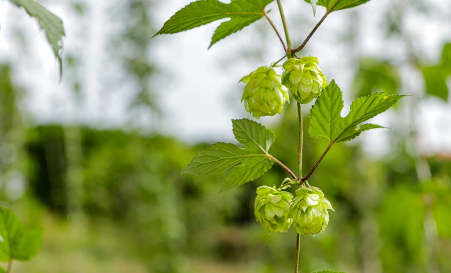 lupulo