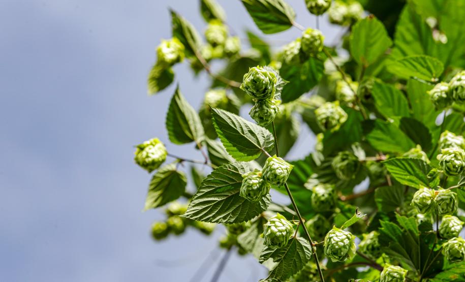lupulo
