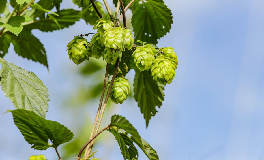 lupulo
