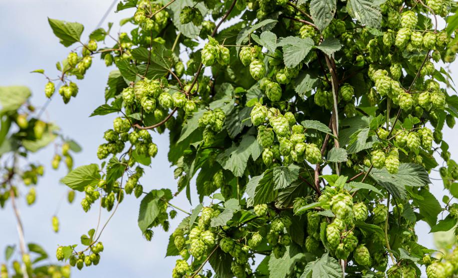 lupulo