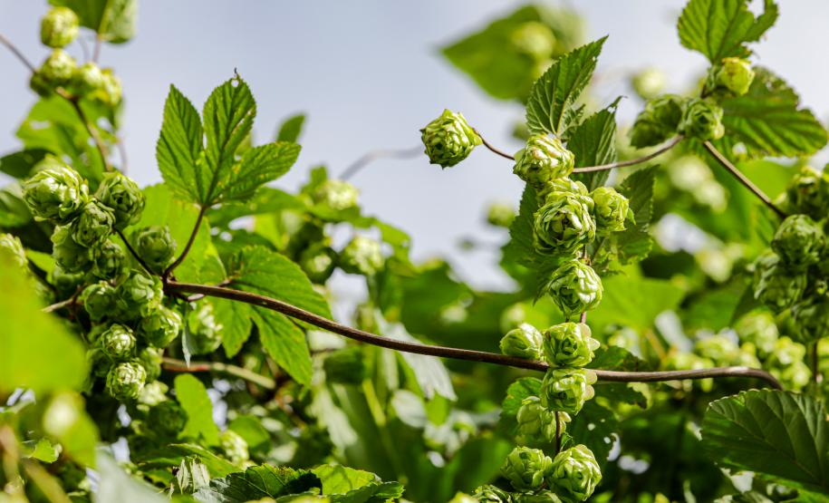 lupulo