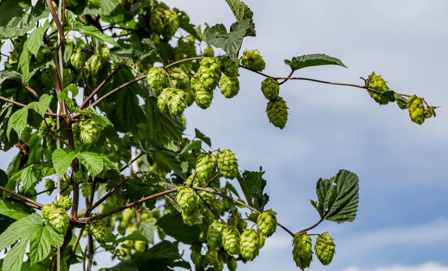 lupulo