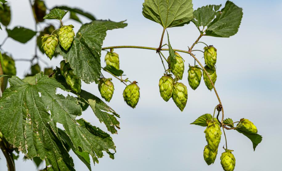 lupulo