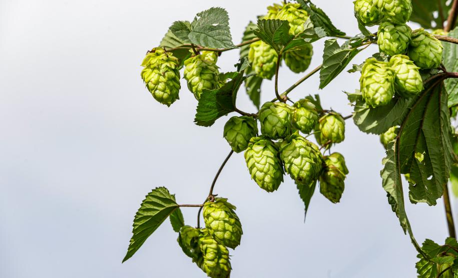 lupulo