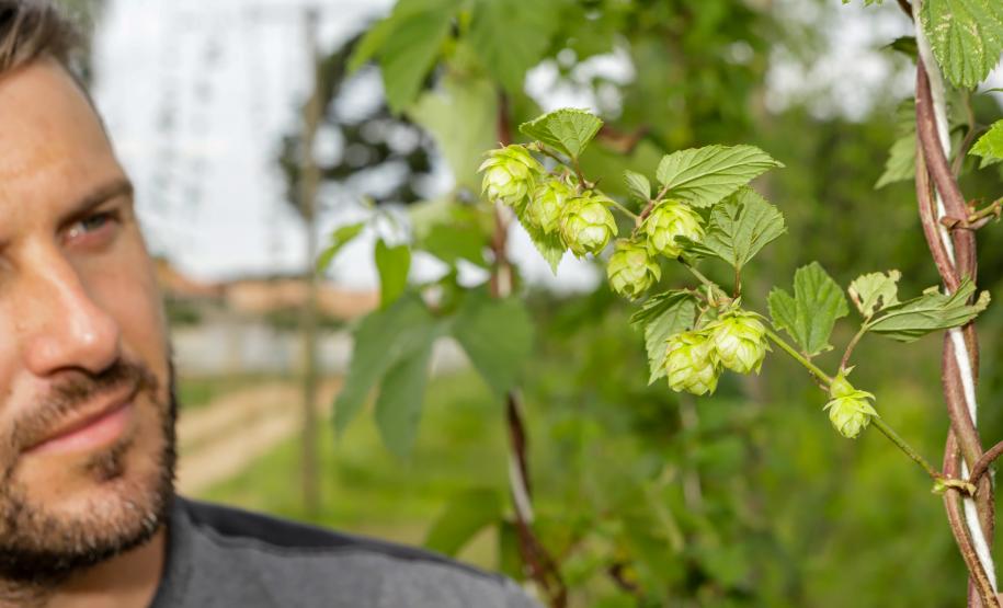 lupulo