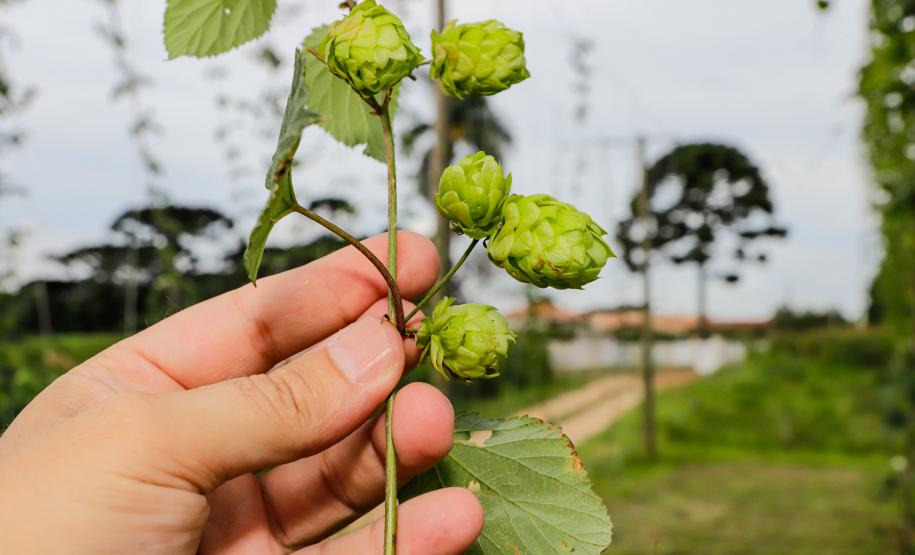 lupulo
