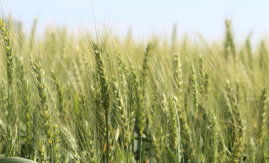 Deral destaca aumento de 33% na área de feijão e divulga estimativa da safra de inverno no Paraná