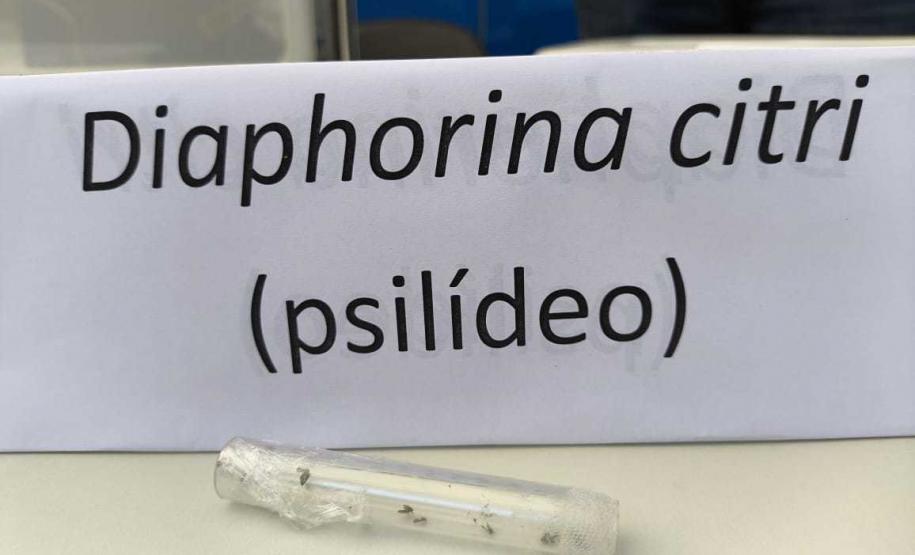 Adapar leva à ExpoLondrina 2024 programação sobre combate ao greening e biosseguridade na avicultura
