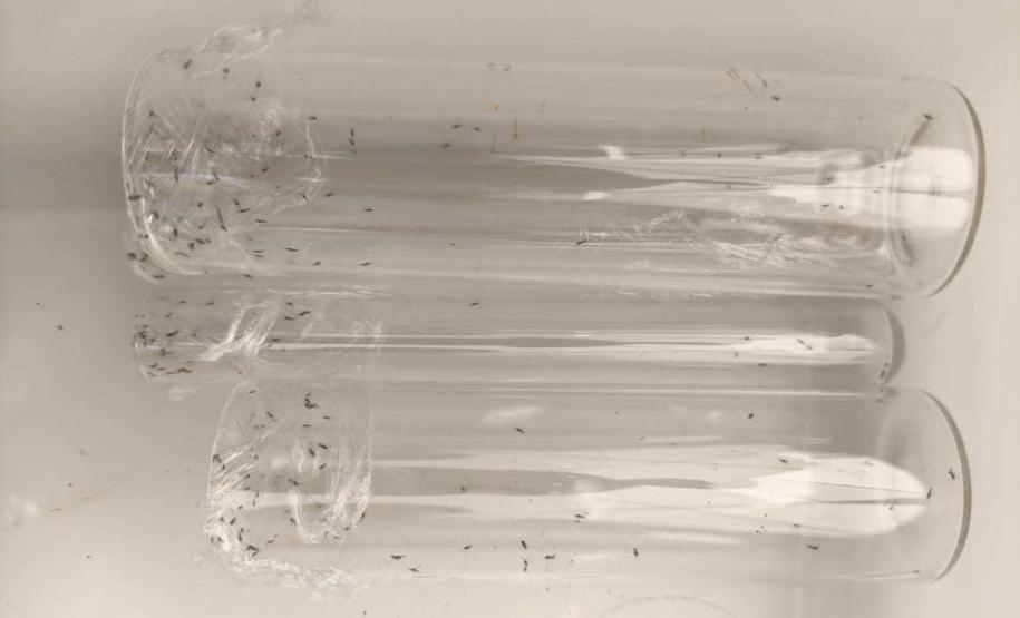 Adapar leva à ExpoLondrina 2024 programação sobre combate ao greening e biosseguridade na avicultura