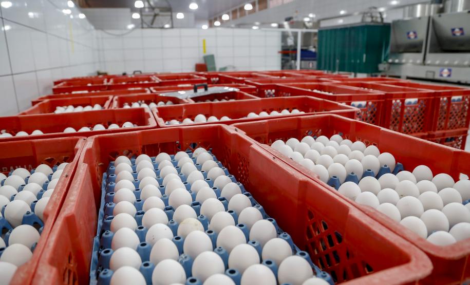 Produção de ovos do Paraná cresce 72% em uma década e mercado segue em expansão