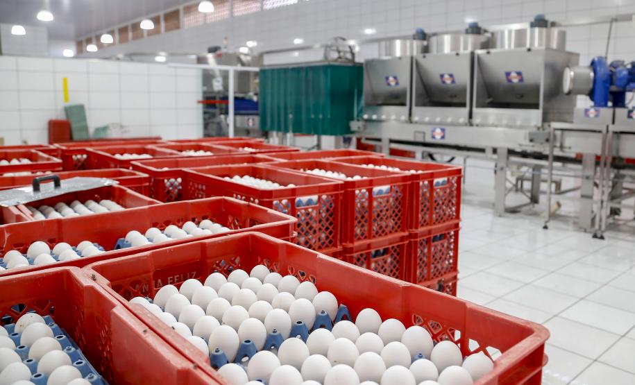Produção de ovos do Paraná cresce 72% em uma década e mercado segue em expansão