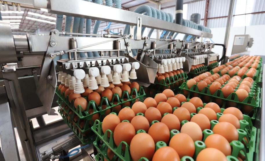 Produção de ovos do Paraná cresce 72% em uma década e mercado segue em expansão