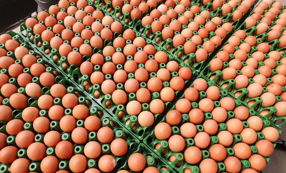 Produção de ovos do Paraná cresce 72% em uma década e mercado segue em expansão