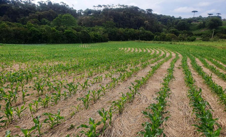 Conservação do Solo
