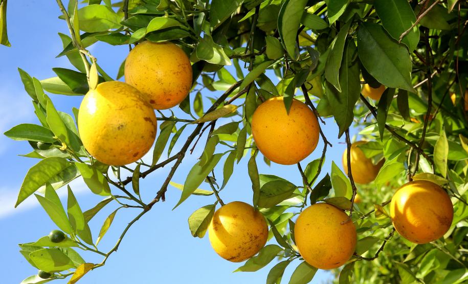 Produção de citros representa 53,7% da área de frutas no Paraná