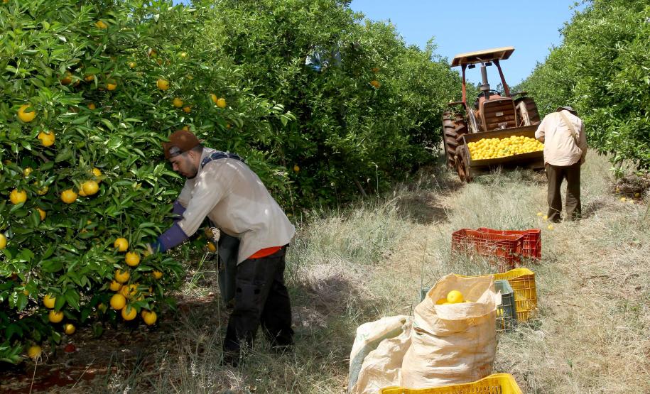 Produção de citros representa 53,7% da área de frutas no Paraná