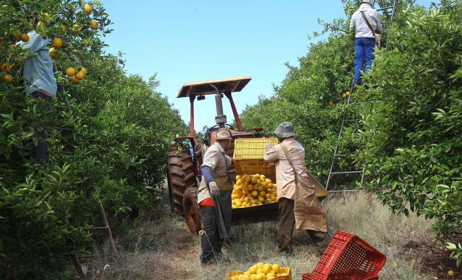 Produção de citros representa 53,7% da área de frutas no Paraná