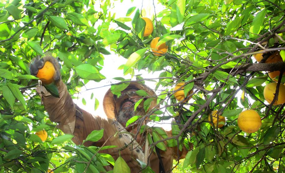 Produção de citros representa 53,7% da área de frutas no Paraná