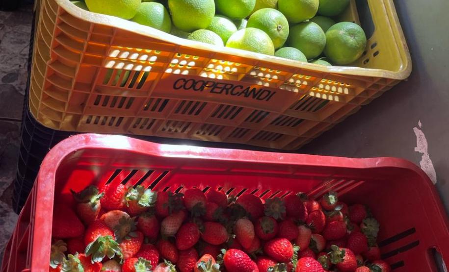 Dia dos Povos Indígenas: Secretaria da Agricultura atende comunidades em 24 municípios com ações de segurança alimentar