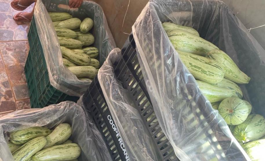 Dia dos Povos Indígenas: Secretaria da Agricultura atende comunidades em 24 municípios com ações de segurança alimentar