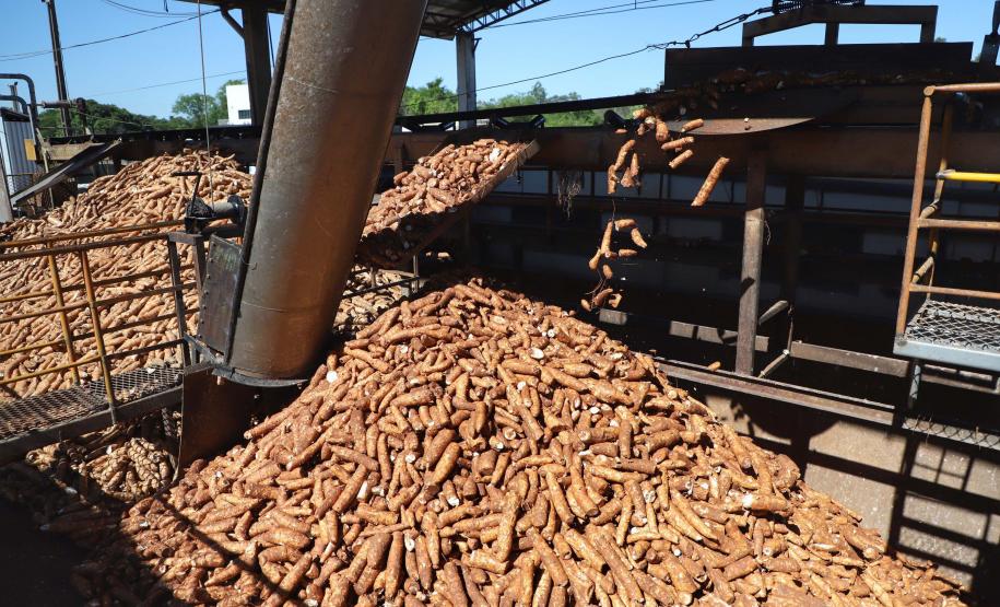 Deral estima crescimento de 6% na produção de mandioca em 2024