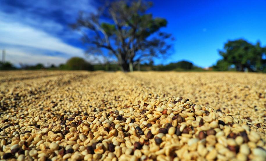 Paraná pode produzir até 750 mil sacas de café em 172 municípios em 2024, aponta boletim