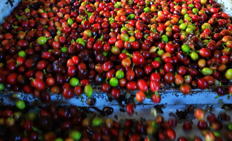 Paraná pode produzir até 750 mil sacas de café em 172 municípios em 2024, aponta boletim