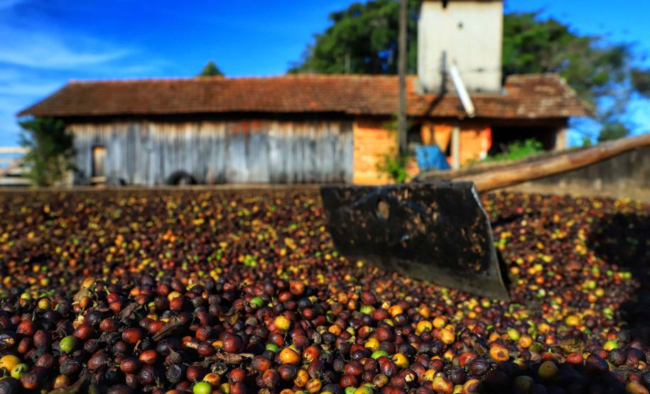 Paraná pode produzir até 750 mil sacas de café em 172 municípios em 2024, aponta boletim