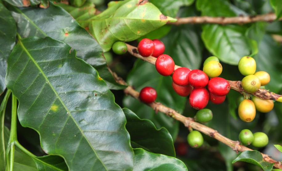 Paraná pode produzir até 750 mil sacas de café em 172 municípios em 2024, aponta boletim