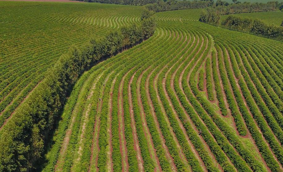 Paraná pode produzir até 750 mil sacas de café em 172 municípios em 2024, aponta boletim