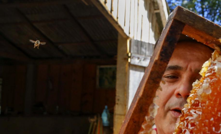 Dia do Apicultor: mel do Paraná se destaca pela qualidade e produtividade