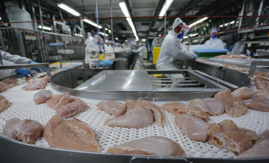 Paraná lidera com recorde produção de frango; abate de suínos também avança