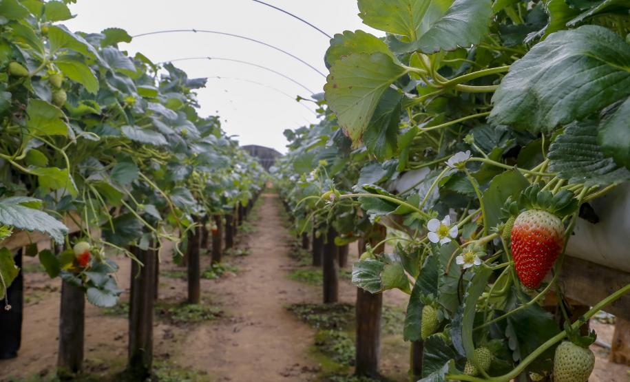 VBP Agropecuário do Paraná cresce 11% em 2023 e alcança R$ 197,8 bilhões