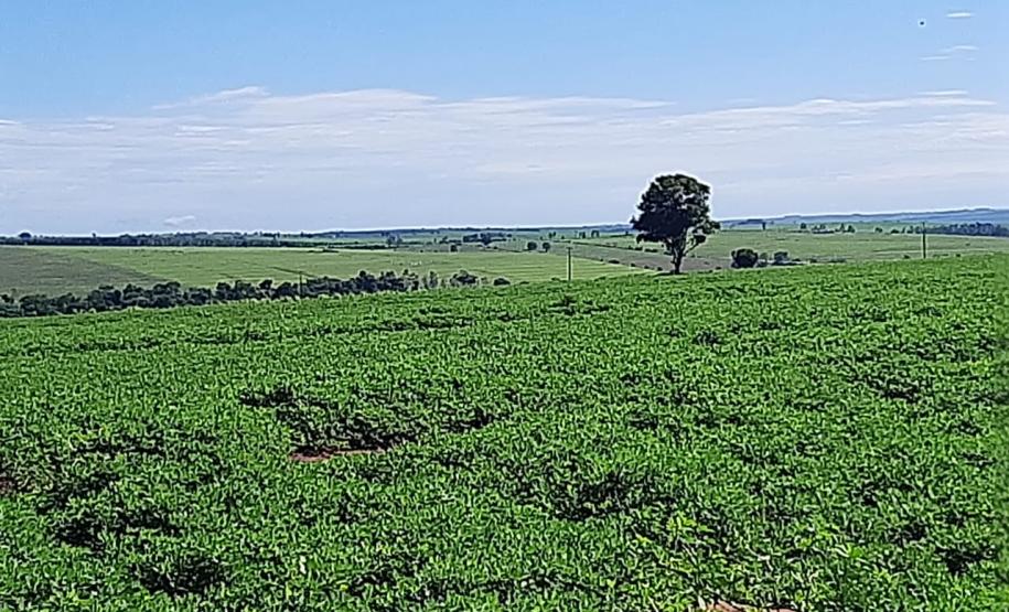 Alimento típico em festas juninas, amendoim tem maior área plantada no Paraná em 12 anos