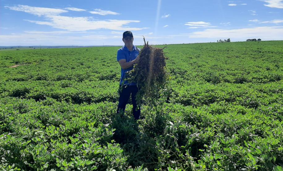 Alimento típico em festas juninas, amendoim tem maior área plantada no Paraná em 12 anos