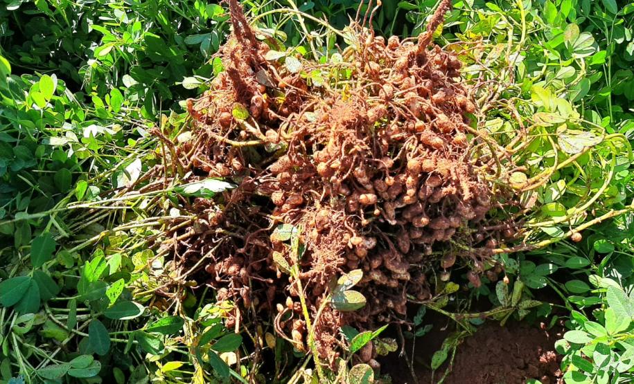 Alimento típico em festas juninas, amendoim tem maior área plantada no Paraná em 12 anos