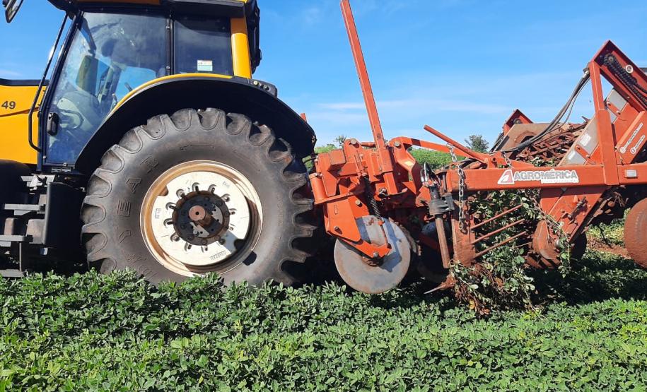 Alimento típico em festas juninas, amendoim tem maior área plantada no Paraná em 12 anos